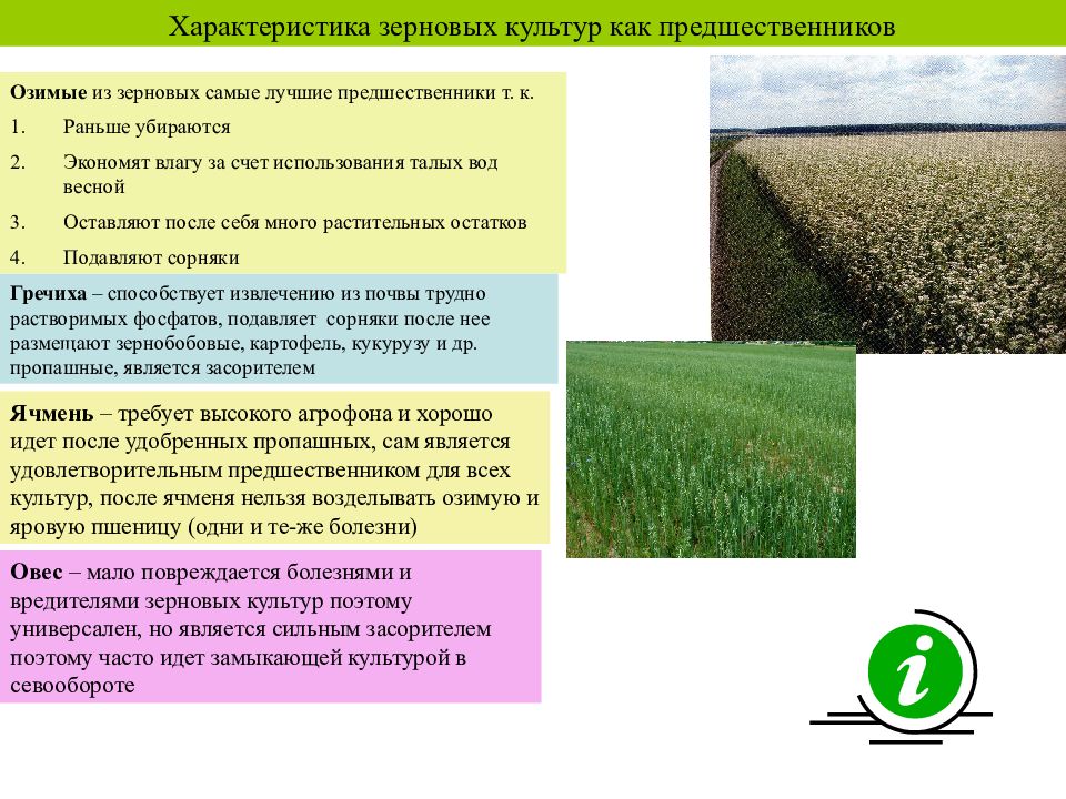 Какие преимущества имеет трехпольная система обработки земли. Характеристика зерновой культуры. Характеристика важнейших злаковых культур. Предшественники зерновых культур. Характеристика незлаковых культур.