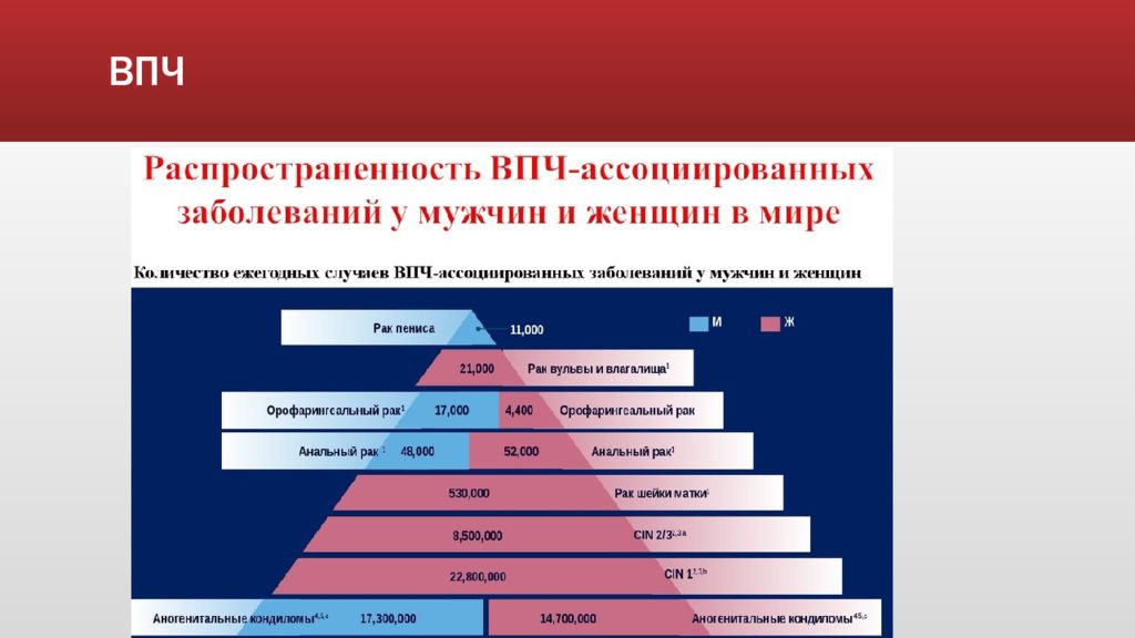 Папилломы клинические рекомендации. ВПЧ-ассоциированные заболевания. Распространенность ВПЧ. ВПЧ распространенность в России. Распространенность ВПЧ В мире.