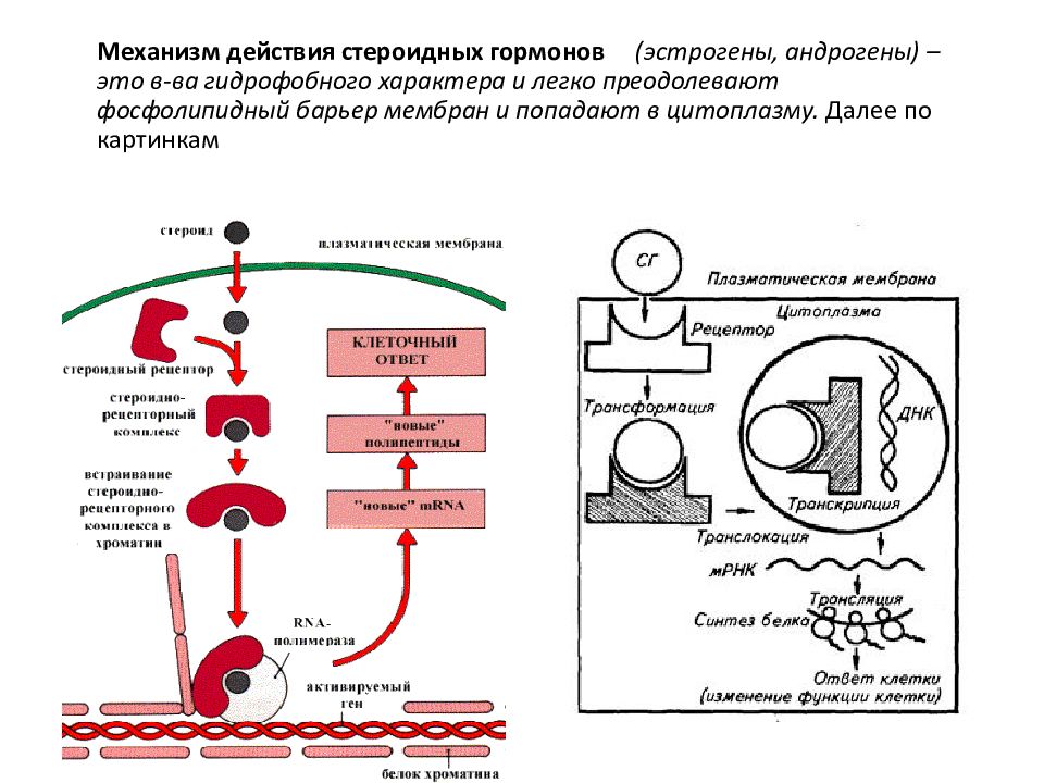 Мембранный механизм действия гормонов схема