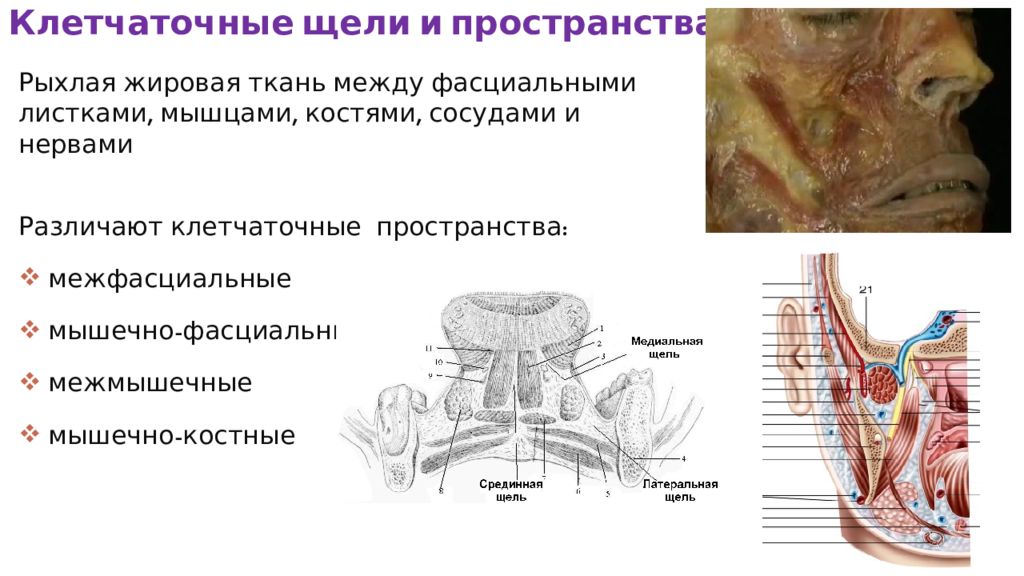 Клетчаточные пространства головы картинка