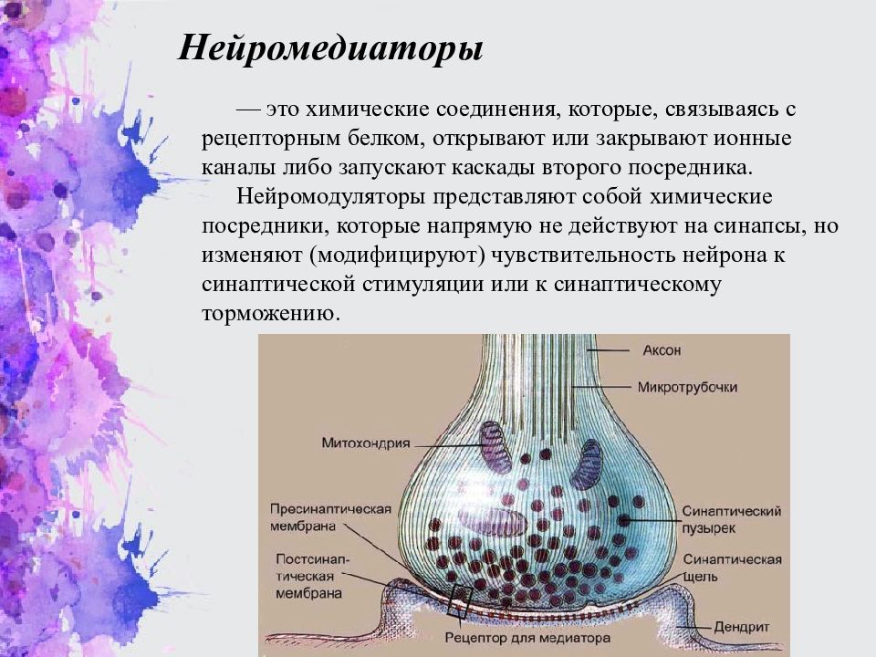 Схема строения и передачи сигнала в химическом синапсе