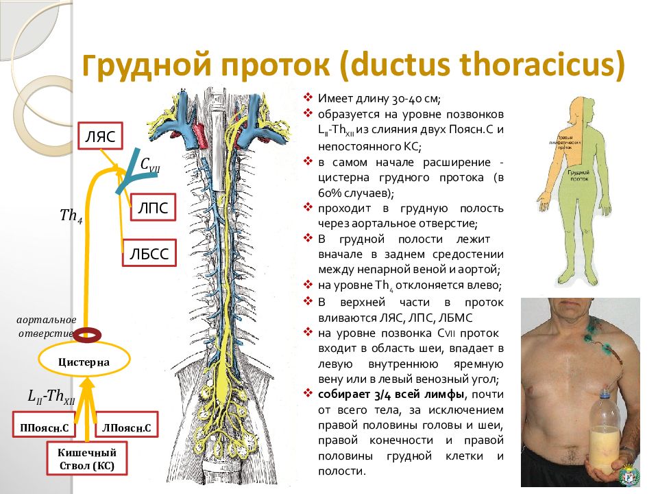 Иммунная и лимфатическая система презентация