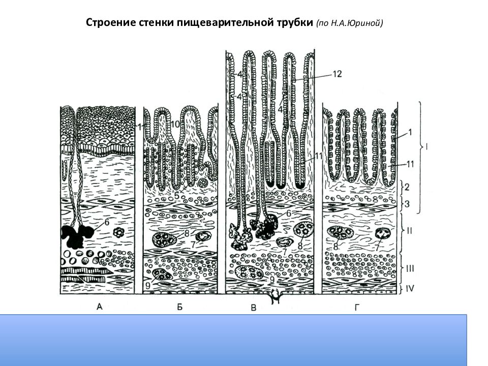 Средняя оболочка стенки полых органов пищеварительной трубки это