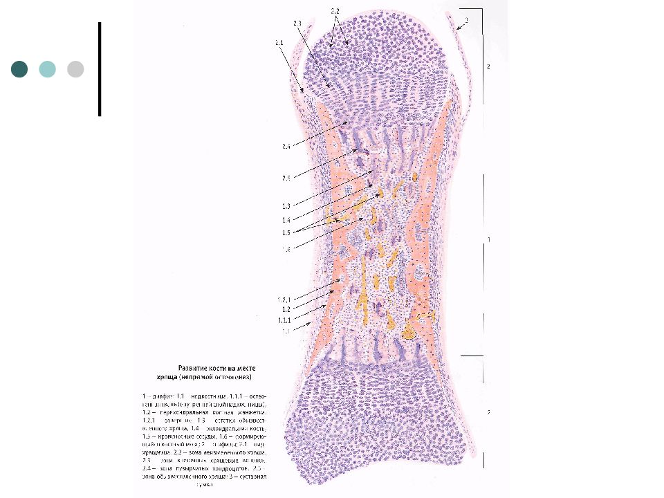 Развитие кости на месте хряща рисунок