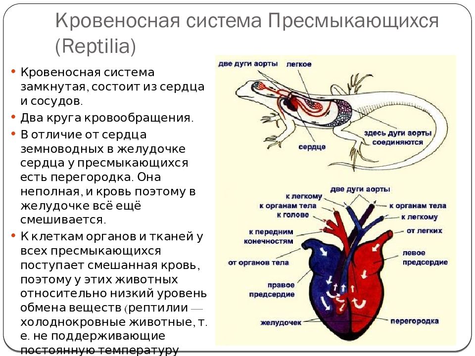 Схема строения кровеносной системы пресмыкающихся