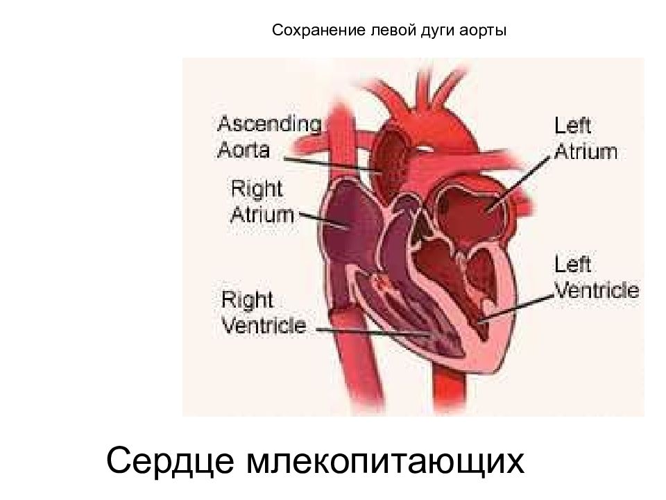 Левая дуга аорты. Дуга аорты у млекопитающих. Левая дуга аорты у млекопитающих. Сердце млекопитающих.