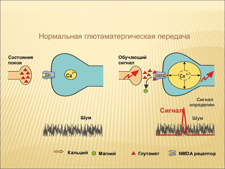 Передача состояний. Кальциевый путь передачи сигнала. Рецепторы кальция. Кальциевый путь передачи сигнала схема. Кальций как Рецептор.