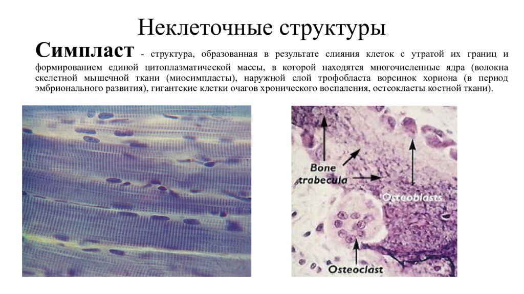 Виды неклеточных структур. Неклеточные структуры организма гистология. Синцитий это гистология. Неклеточные структуры организма межклеточные вещества. Неклеточные структуры цитология.