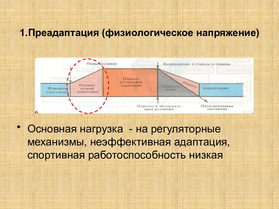 Презентация на тему адаптация человеческого организма к физическим нагрузкам