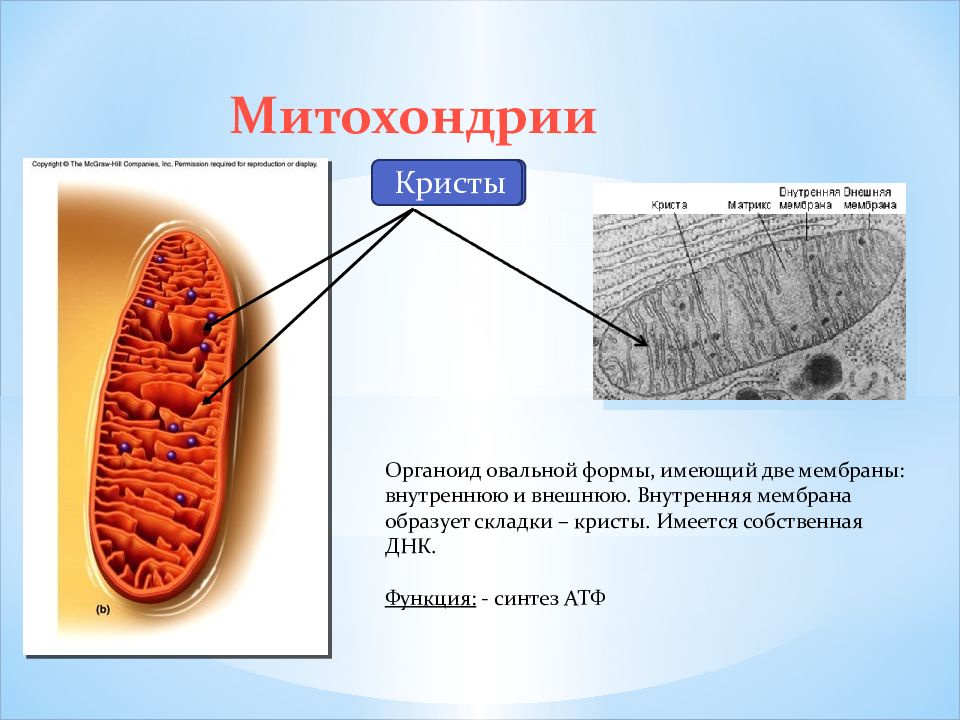 Строение митохондрии кристы