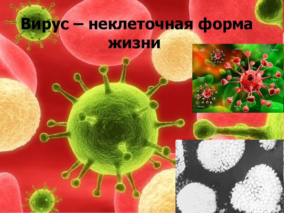 Презентация на тему неклеточные формы жизни