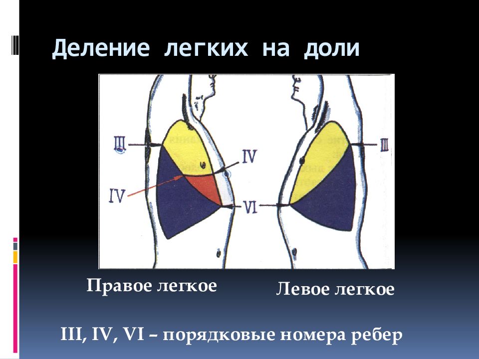 Количество долей в легком