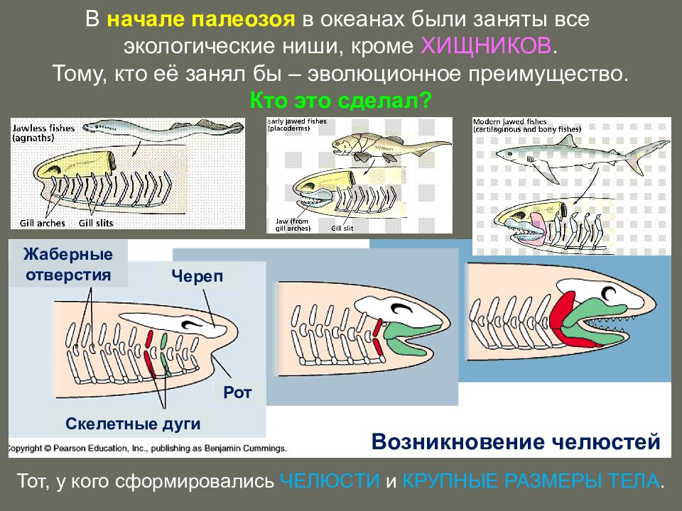 Мозг акулы схема