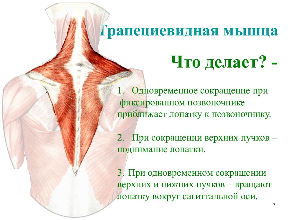 Верхняя трапециевидная. Пучки трапециевидной мышцы. Строение трапециевидной мышцы. Верхние пучки трапециевидной мышцы. Верхняя трапециевидная мышца.