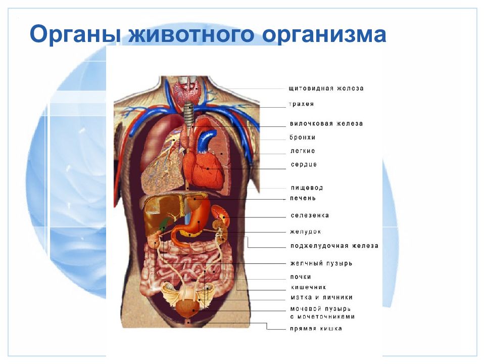 Какие органы существуют. Органы животных. Органы животного организма. Организм органов животных. Организм коровы органы.