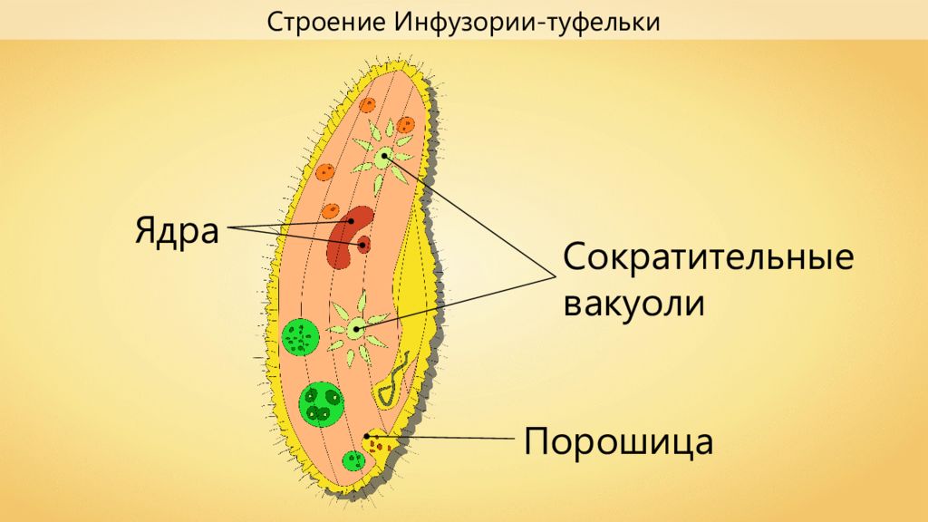 Сократительная вакуоль функции у инфузории. Инфузория туфелька. Сократительная вакуоль инфузории туфельки. Сократительные вакуоли. Сократительная вакуоль инфузории.