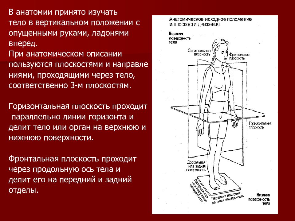 Введение в анатомию человека презентация