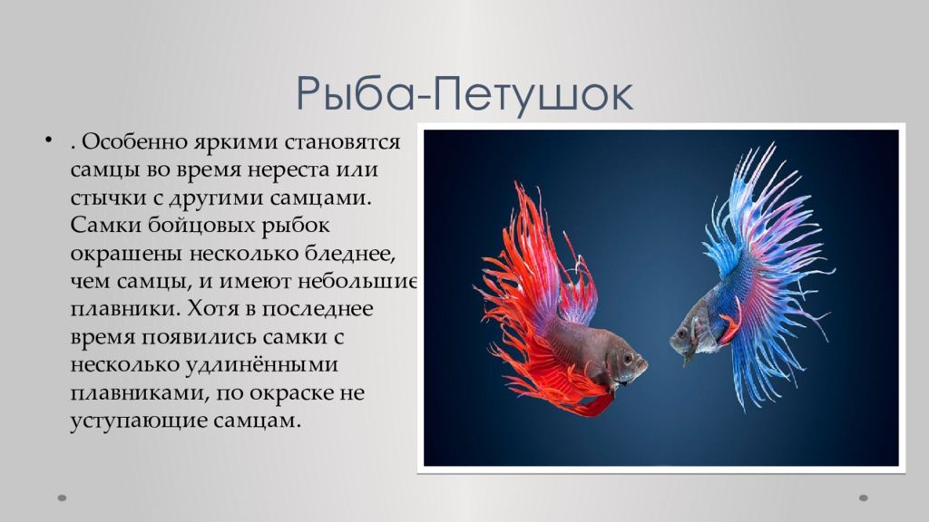 Рыбка петушок. Рыба петушок анатомия. Рыба петух характеристика