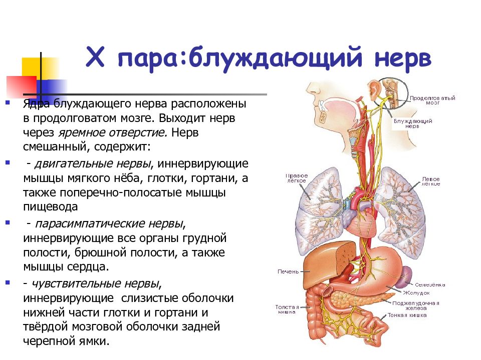 Нервы симптомы лечение. Блуждающий нерв симптомы поражения. Блуждающий нерв нерв функции. Блуждающий нерв иннервирует сердце. Блуждающий нерв защемление.