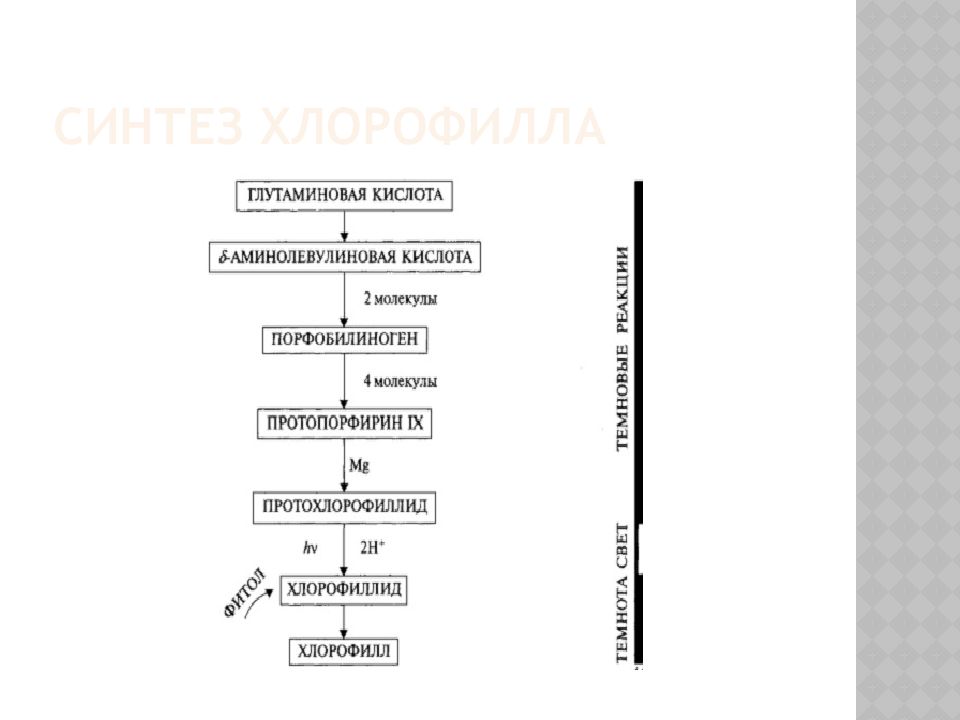 Синтез хлорофилла. Синтез хлорофилла схема. Основные этапы биосинтеза молекулы хлорофилла. Биосинтез хлорофилла. Методы исследования фотосинтетических пигментов.