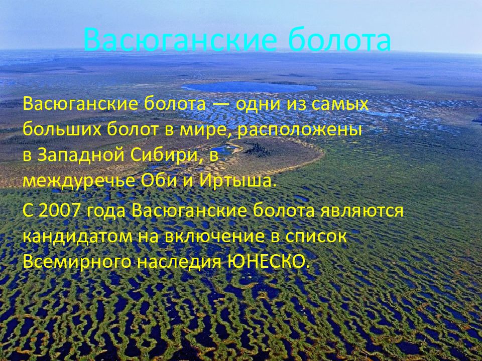 Координаты болота. Факты о Васюганских болотах. Заповедник Васюганский заповедник. Васюганское болото интересные факты. Самое большое болото.