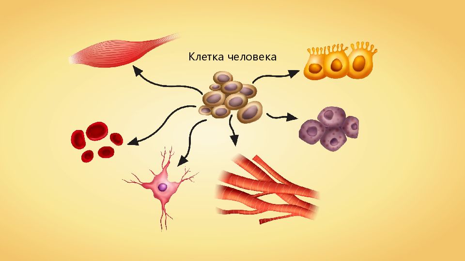 Какие бывают клетки. Разнообразие клеток человека. Клетки тела человека. Клетка организма человека. Клетки разных органов человека.