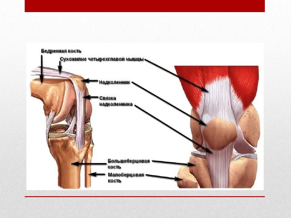 Связки коленного сустава анатомия травмы фото