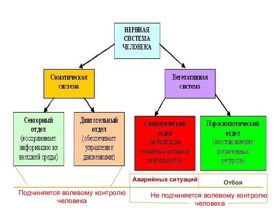 Соматический и автономный вегетативный отделы нервной системы 8 класс презентация