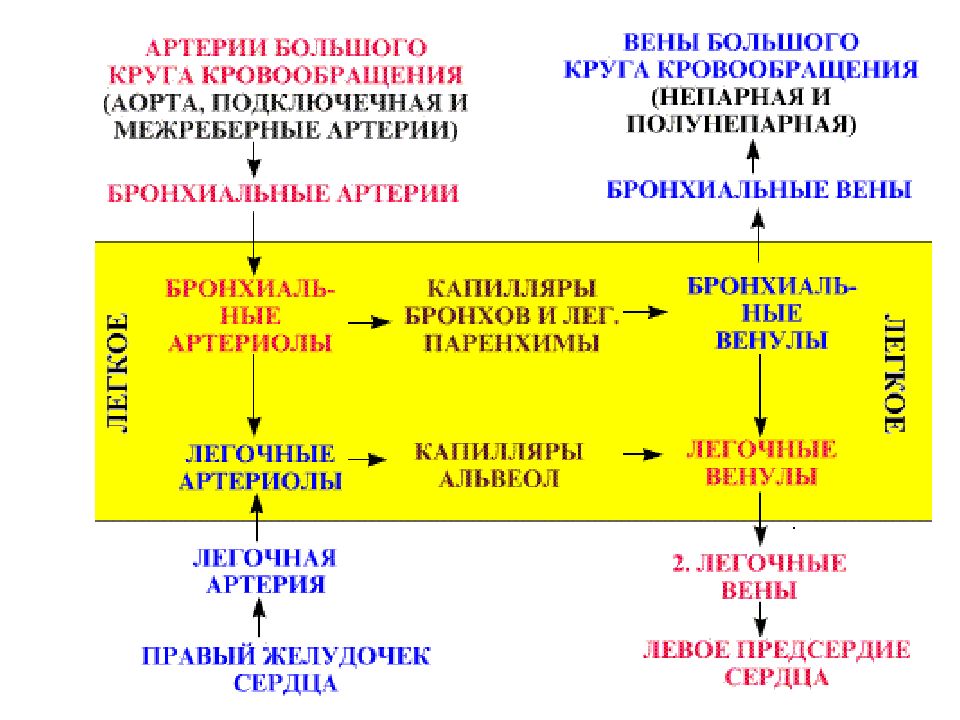 Таблица кровообращения. Вены большого круга кровообращения таблица. Табцицавены большого круга кровообращения. Артерии большого круга кровообращения таблица. Артерии и вены большого круга кровообращения таблица.