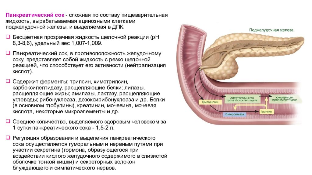 Панкреатический сок анатомия. Состав пищеварительного сока поджелудочной железы. Таблетки от желчного и поджелудочной железы. Желчный пузырь и поджелудочная железа.