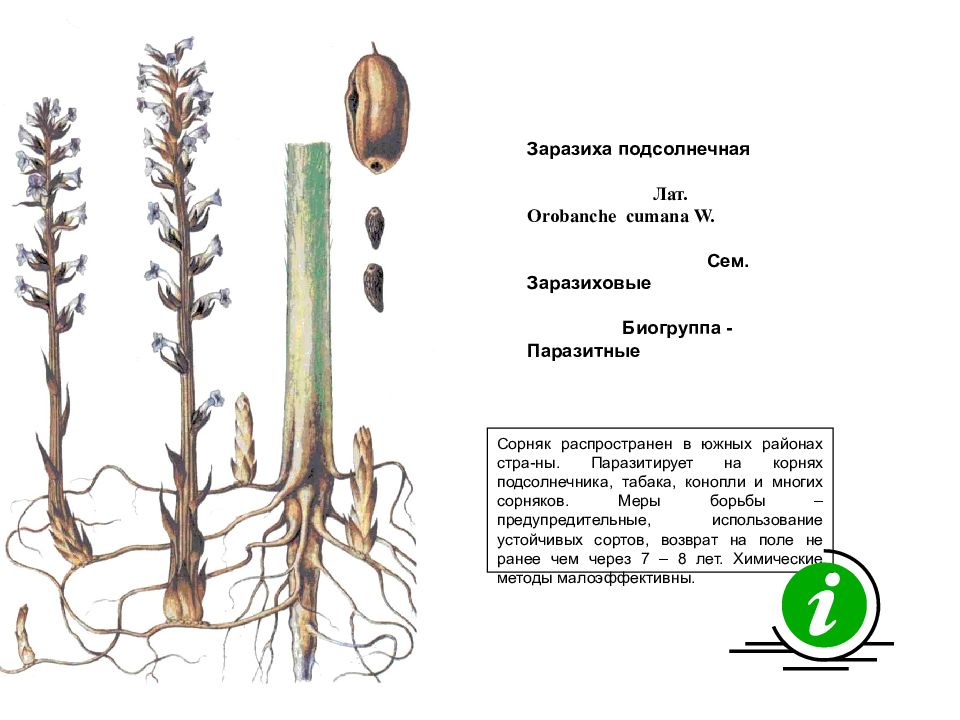 Презентация на тему сорняки и меры борьбы с ними