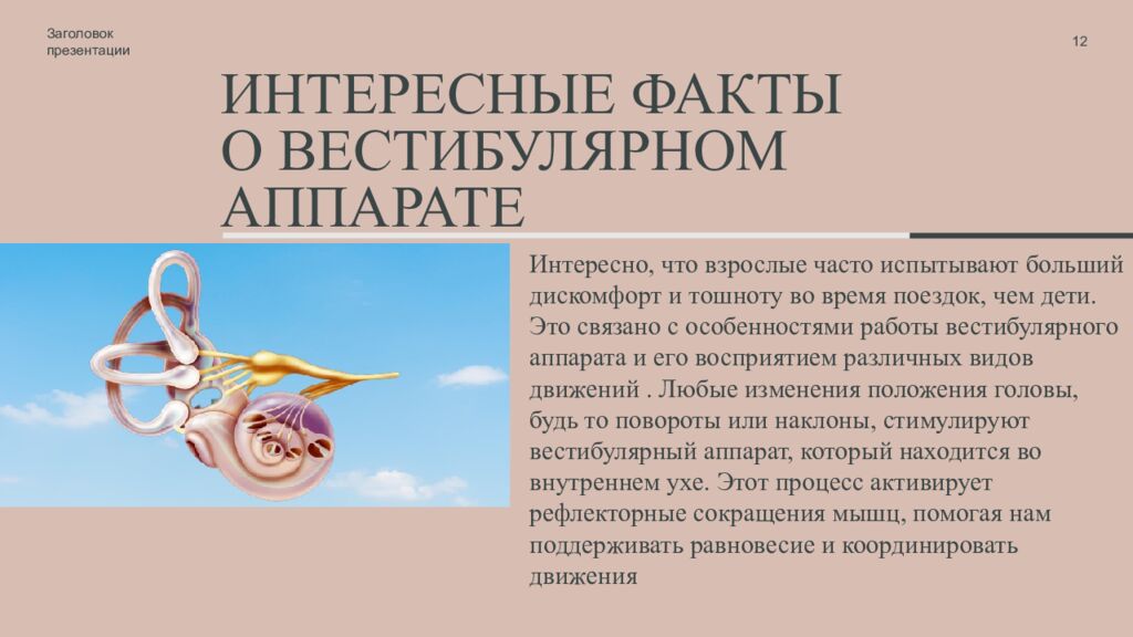 Интересные факты о вестибулярном аппарате