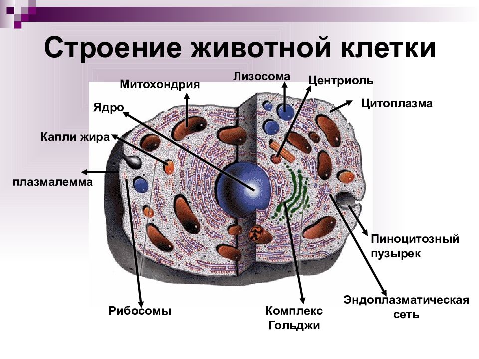 Презентация строение клетки 6 класс