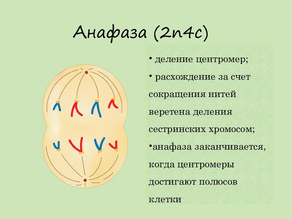 Анафаза  (2n4c )
