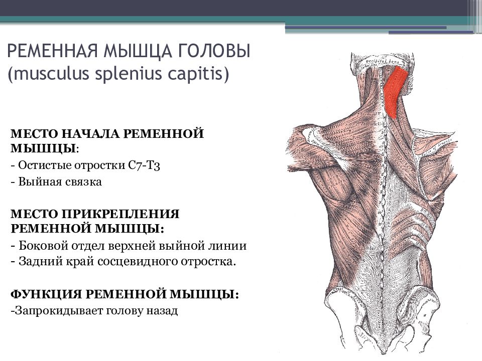 Ромбовидная мышца анатомия картинки спины