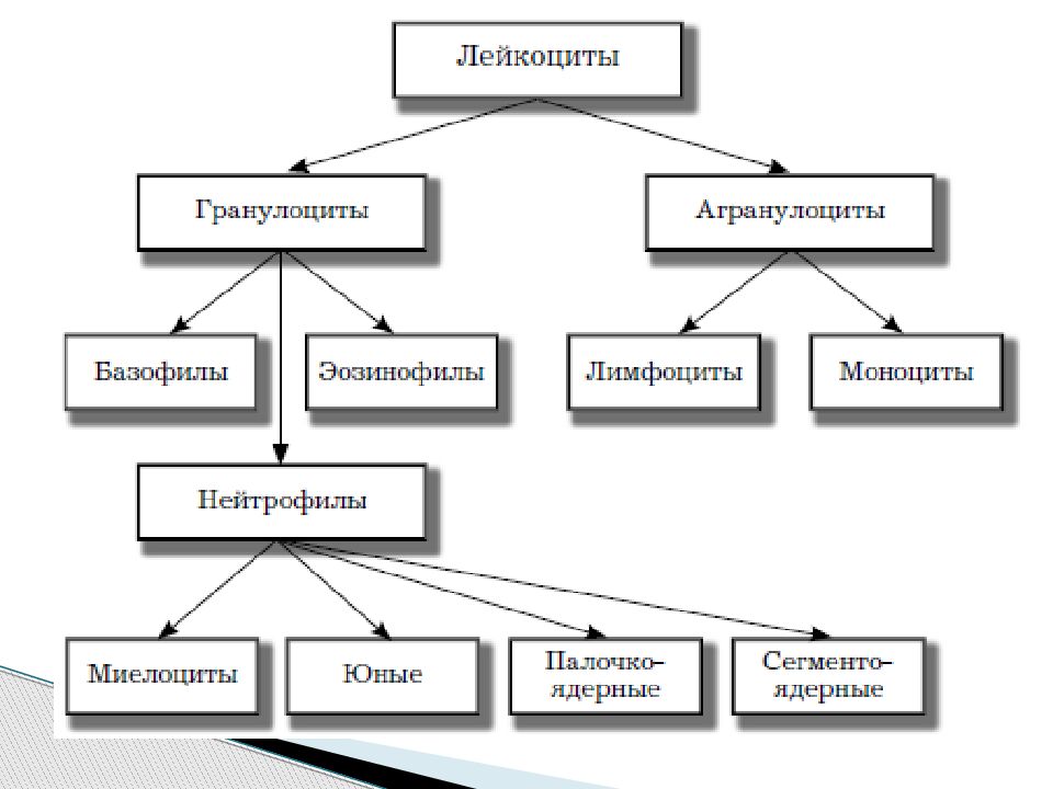 Виды лейкоцитов. Функции лейкоцитов схема. Классификация лейкоцитов схема. Лейкоциты классификация и функции. Заполните схему лейкоциты.