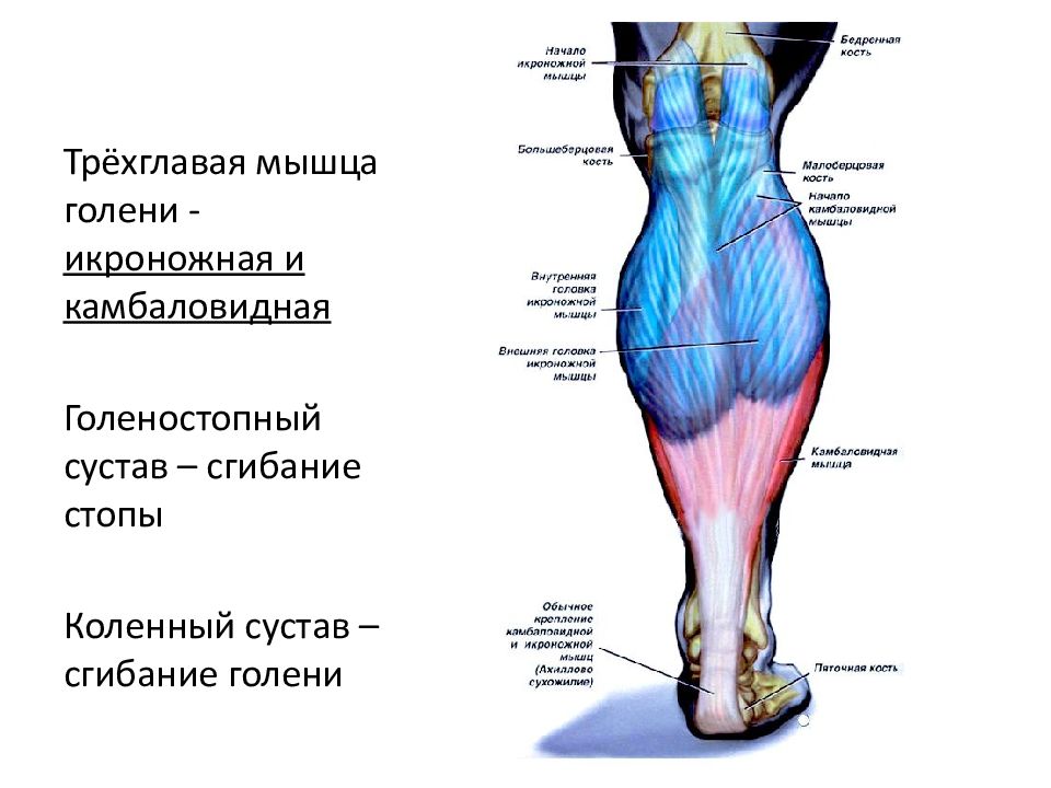 Камбаловидная мышца