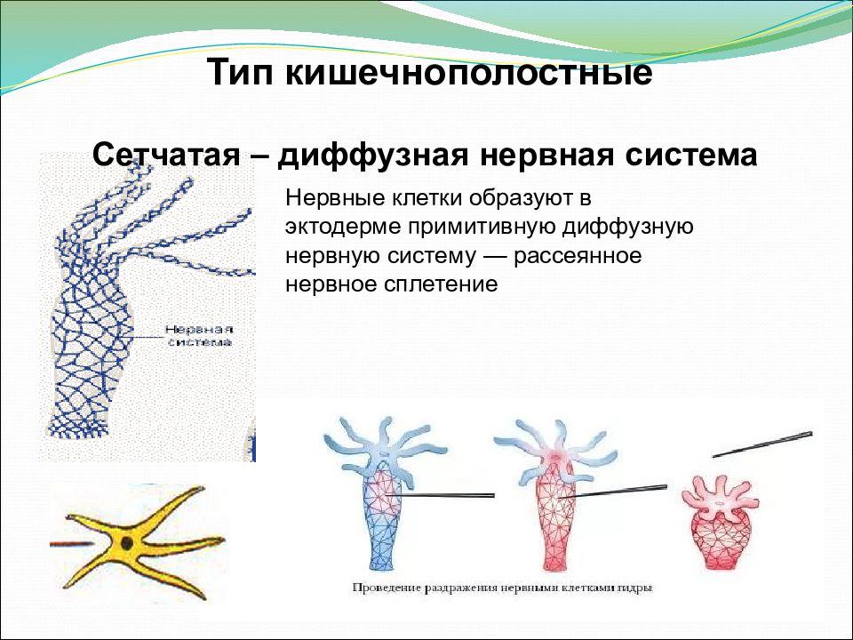 Диффузная нервная система характерна для животных типа. Диффузная нервная система кишечнополостных. Нервная система диффузного типа. Гидра нервная система диффузного типа. Нервная система кишечнополостных.
