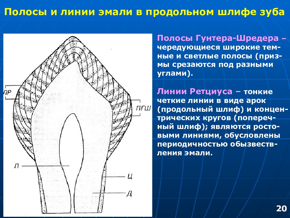 Поверхность зуба покрыта