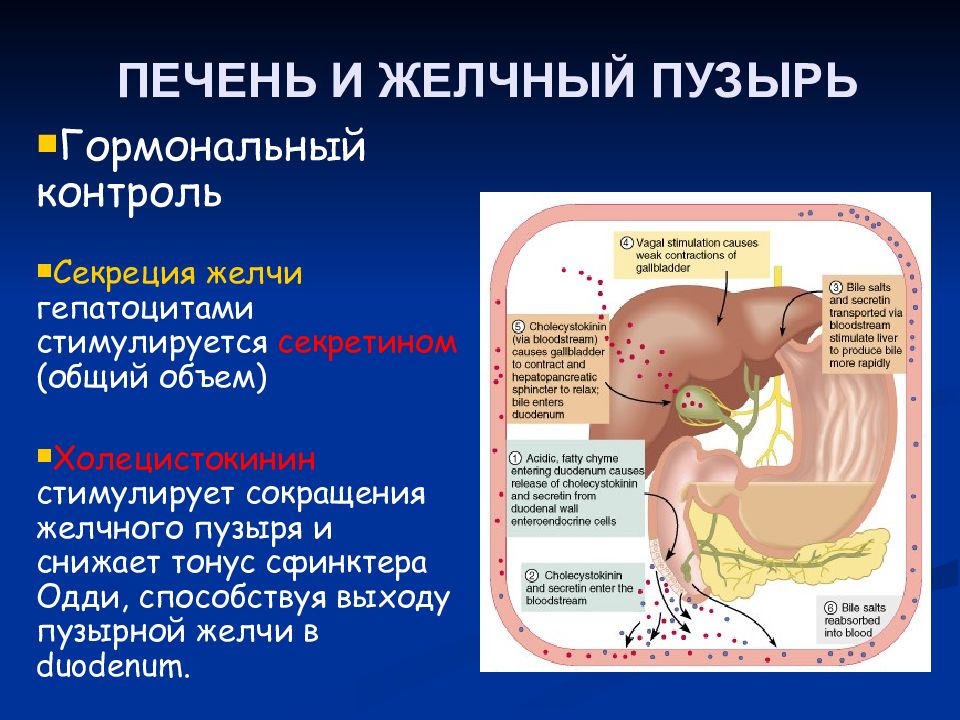 Роль печени в пищеварении физиология презентация