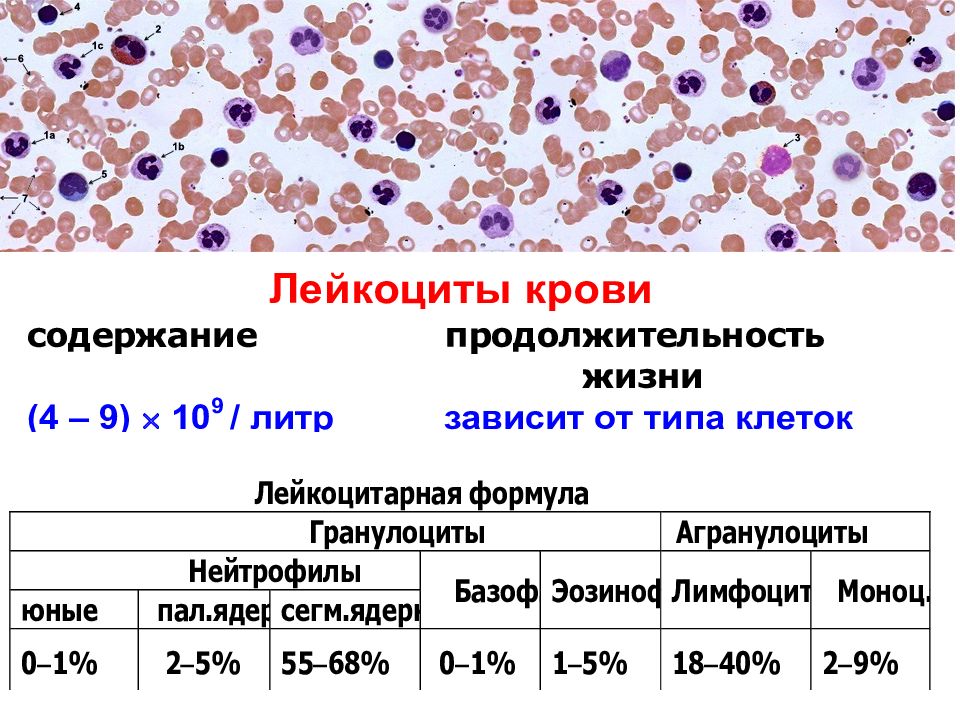 Как повысить лейкоциты в крови у мужчин. Лейкоциты нейтрофилы физиология крови. Лейкоциты фагоциты лейкоцитарная формула. Мазок крови лейкоцитарная формула. Лейкоцитарная формула крови гистология.