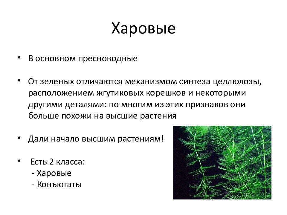Водоросли характеризуются. Систематика харовых водорослей. Харовые водоросли строение. Пигмент харовых водорослей. Харовые водоросли таблица.