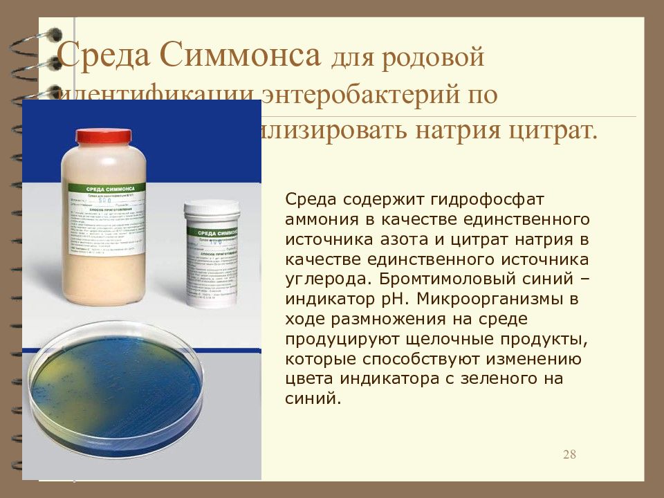 Среда для выделения сальмонелл. Шигеллы на среде плоскирева. Salmonella на висмут сульфит агаре. Среда для выделения сальмонелл. Среда для выделения сальмонелл.