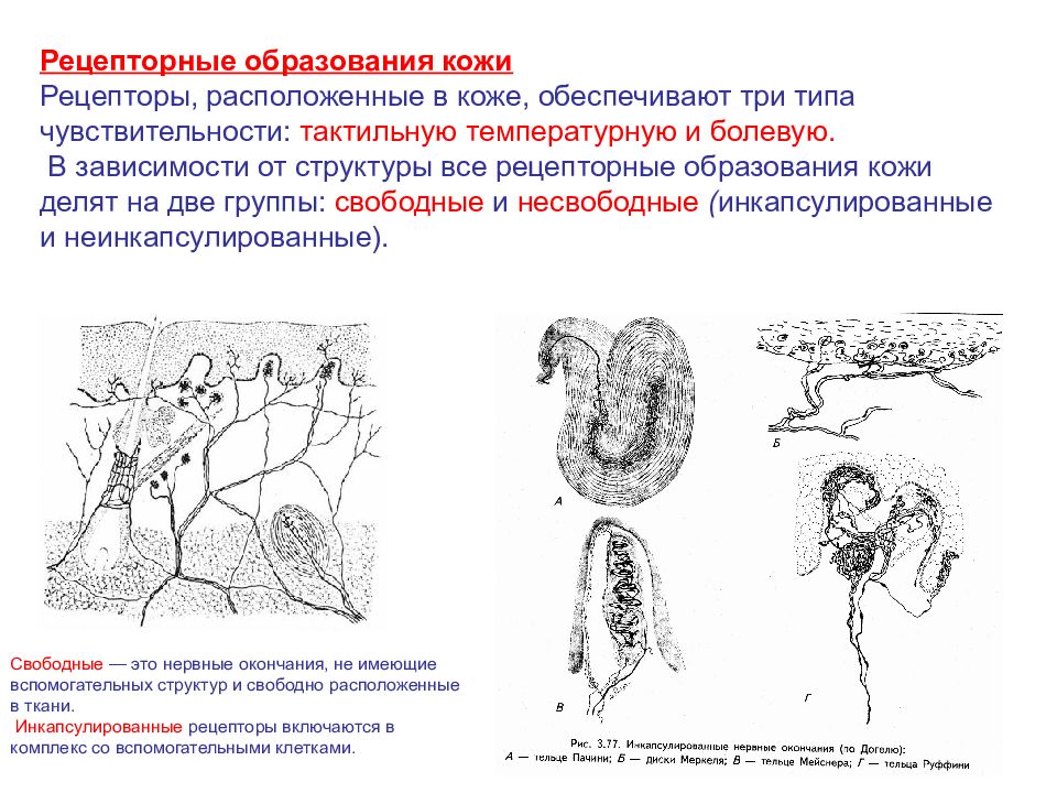Какие виды рецепторов кожи вам известны. Кожный анализатор анатомия лекция. Типы рецепторов кожи. Классификация рецепторов кожи. Рецепторы кожи находятся в.