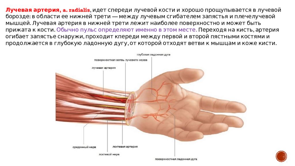 Где находится запястье руки у человека фото. Топографическая анатомия лучевой артерии. Возвратная ветвь лучевой артерии. Ход лучевой артерии на предплечье. Лучевая артерия кровоснабжает мышцы.