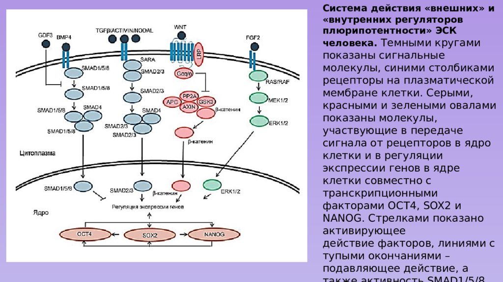 Регуляция гена