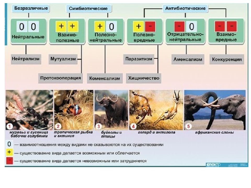 Презентация типы взаимоотношений организмов 11 класс