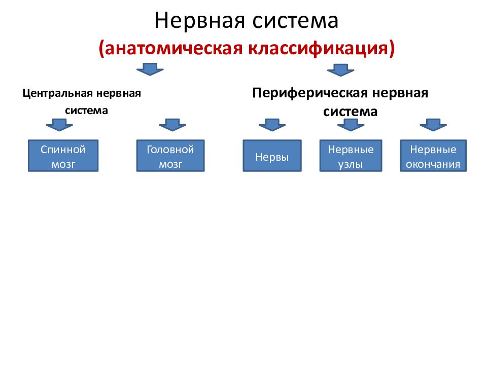 Нервная система (анатомическая классификация)