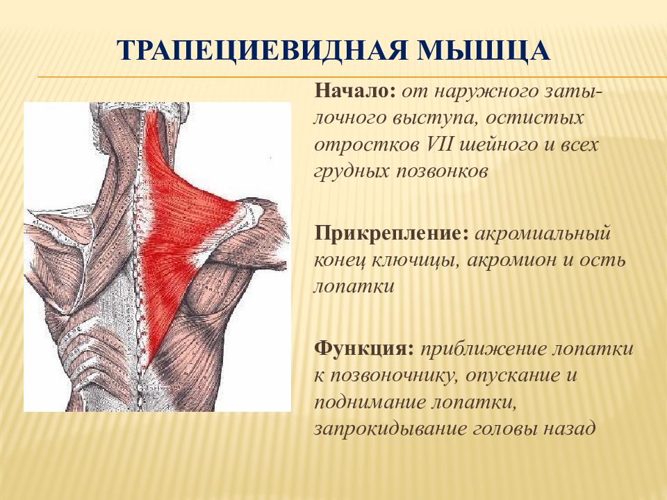 Мышца начинается. Трапециевидная мышца спины анатомия функции. Трапециевидная мышца начало и прикрепление функции. Места прикрепления трапециевидной мышцы. Трапециевидная мышца шеи анатомия.