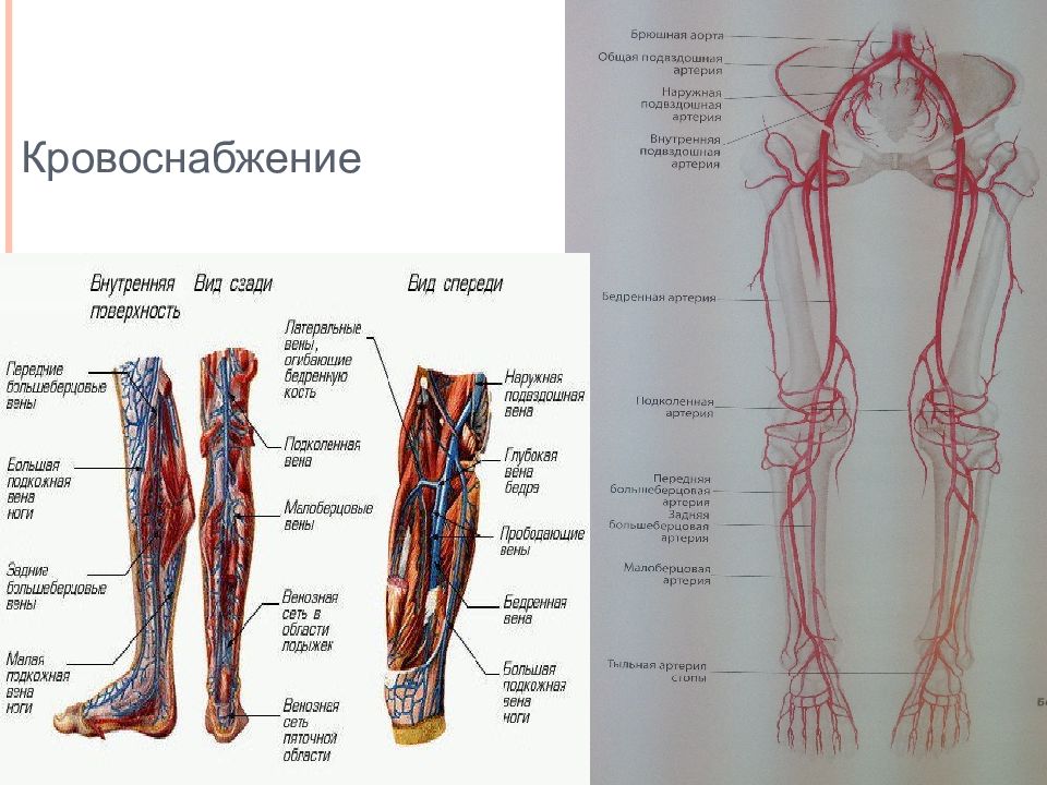 Топографическая анатомия нижней конечности презентация